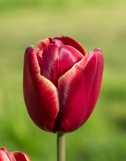 Single Tulip Arabian Mystery - Green's of Ireland Online Garden Shop. Tulips, West Cork Bulbs, Daffodil Bulbs, Tulip Bulbs, Crocus Bulbs, Autumn Bulbs, Bulbs, Cheap Bulbs