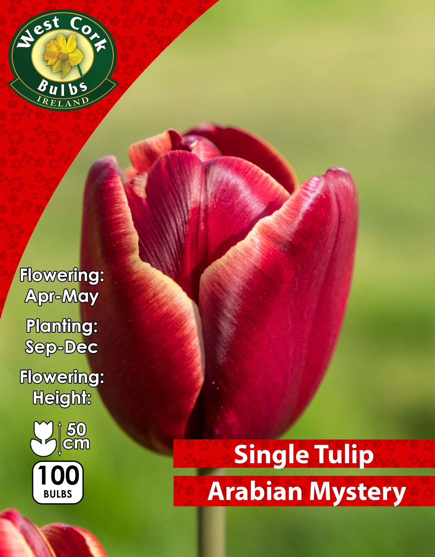 Single Tulip Arabian Mystery - Green's of Ireland Online Garden Shop. Tulips, West Cork Bulbs, Daffodil Bulbs, Tulip Bulbs, Crocus Bulbs, Autumn Bulbs, Bulbs, Cheap Bulbs
