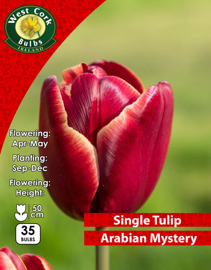 Single Tulip Arabian Mystery - Green's of Ireland Online Garden Shop. Tulips, West Cork Bulbs, Daffodil Bulbs, Tulip Bulbs, Crocus Bulbs, Autumn Bulbs, Bulbs, Cheap Bulbs