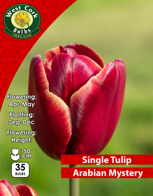Single Tulip Arabian Mystery - Green's of Ireland Online Garden Shop. Tulips, West Cork Bulbs, Daffodil Bulbs, Tulip Bulbs, Crocus Bulbs, Autumn Bulbs, Bulbs, Cheap Bulbs