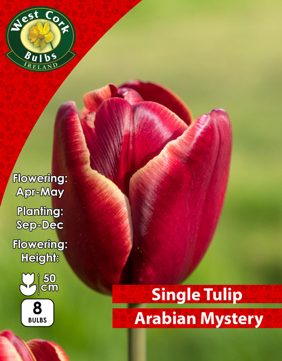 Single Tulip Arabian Mystery - Green's of Ireland Online Garden Shop. Tulips, West Cork Bulbs, Daffodil Bulbs, Tulip Bulbs, Crocus Bulbs, Autumn Bulbs, Bulbs, Cheap Bulbs