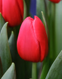 Single Tulip Apeldoorn - Green's of Ireland Online Garden Shop. Tulips, West Cork Bulbs, Daffodil Bulbs, Tulip Bulbs, Crocus Bulbs, Autumn Bulbs, Bulbs, Cheap Bulbs