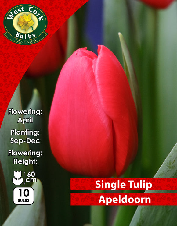 Single Tulip Apeldoorn - Green's of Ireland Online Garden Shop. Tulips, West Cork Bulbs, Daffodil Bulbs, Tulip Bulbs, Crocus Bulbs, Autumn Bulbs, Bulbs, Cheap Bulbs