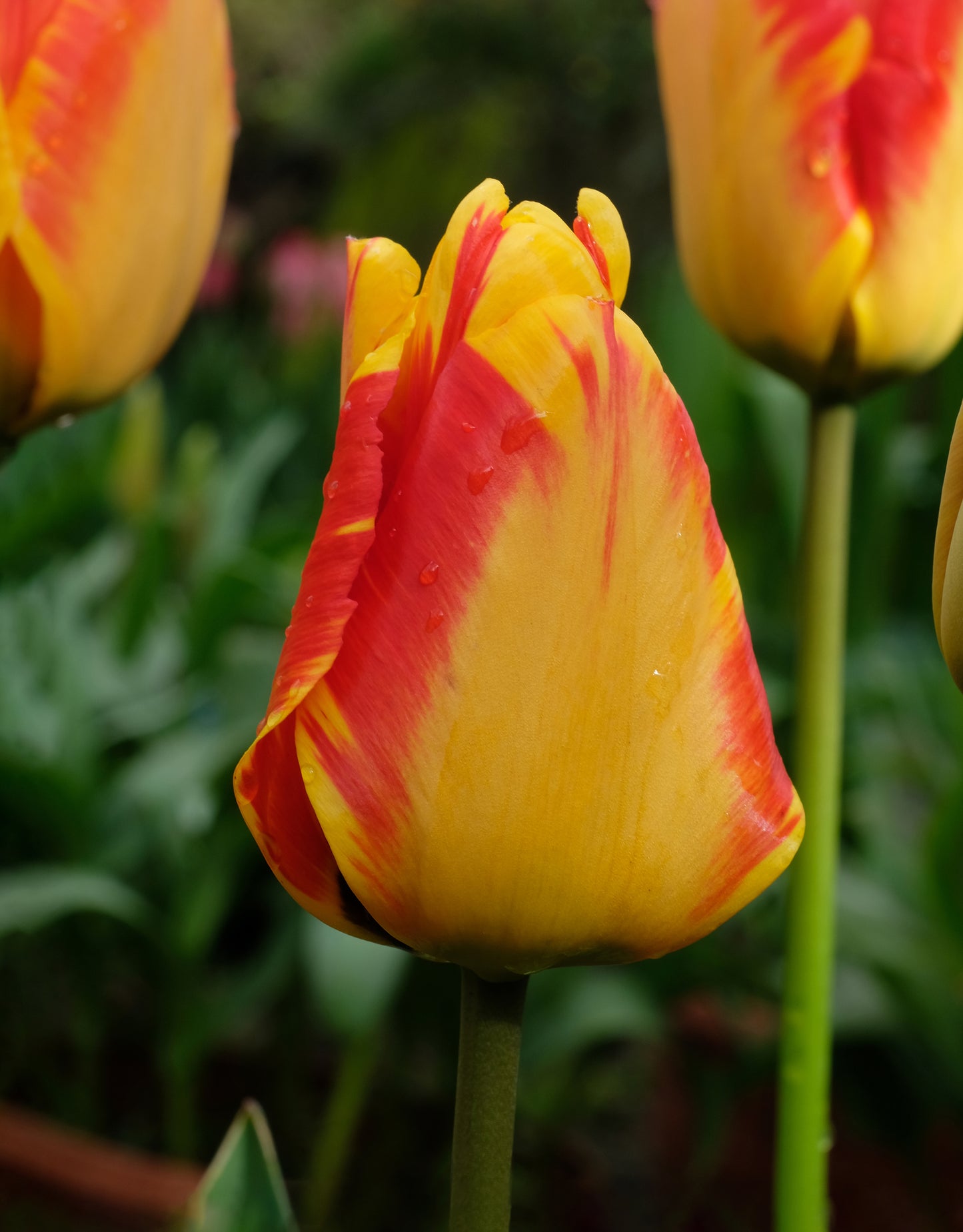 Single Tulip <p> Banja Luka</p> - Green's of Ireland Online Garden Shop. Tulips, West Cork Bulbs, Daffodil Bulbs, Tulip Bulbs, Crocus Bulbs, Autumn Bulbs, Bulbs, Cheap Bulbs