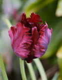Parrot Tulip Black Parrot - Green's of Ireland Online Garden Shop. Tulips, West Cork Bulbs, Daffodil Bulbs, Tulip Bulbs, Crocus Bulbs, Autumn Bulbs, Bulbs, Cheap Bulbs
