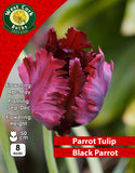 Parrot Tulip Black Parrot - Green's of Ireland Online Garden Shop. Tulips, West Cork Bulbs, Daffodil Bulbs, Tulip Bulbs, Crocus Bulbs, Autumn Bulbs, Bulbs, Cheap Bulbs