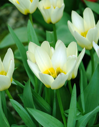 Dwarf Tulip Concerto - Green's of Ireland Online Garden Shop. Tulips, West Cork Bulbs, Daffodil Bulbs, Tulip Bulbs, Crocus Bulbs, Autumn Bulbs, Bulbs, Cheap Bulbs