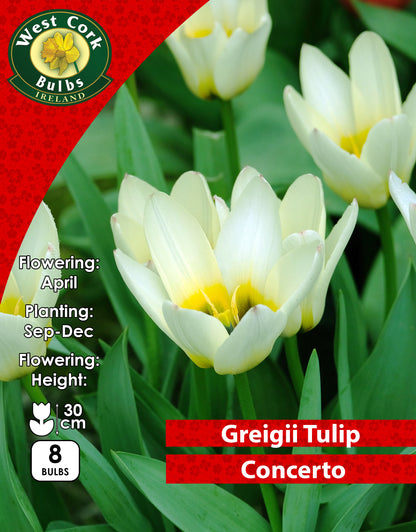 Dwarf Tulip Concerto - Green's of Ireland Online Garden Shop. Tulips, West Cork Bulbs, Daffodil Bulbs, Tulip Bulbs, Crocus Bulbs, Autumn Bulbs, Bulbs, Cheap Bulbs