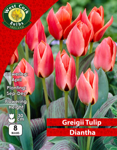 Dwarf Tulip Diantha - Green's of Ireland Online Garden Shop. Tulips, West Cork Bulbs, Daffodil Bulbs, Tulip Bulbs, Crocus Bulbs, Autumn Bulbs, Bulbs, Cheap Bulbs