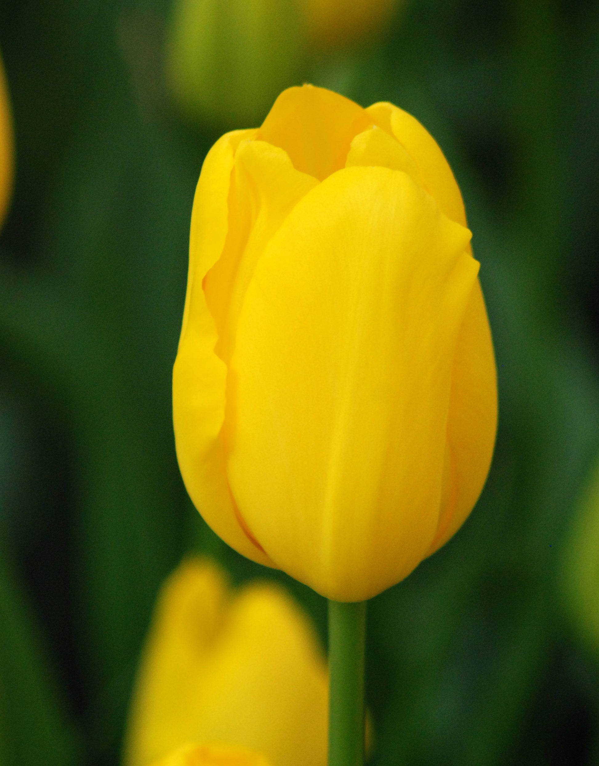 Single Tulip Golden Apeldoorn - Green's of Ireland Online Garden Shop. Tulips, West Cork Bulbs, Daffodil Bulbs, Tulip Bulbs, Crocus Bulbs, Autumn Bulbs, Bulbs, Cheap Bulbs