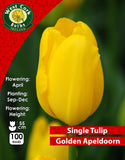 Single Tulip Golden Apeldoorn - Green's of Ireland Online Garden Shop. Tulips, West Cork Bulbs, Daffodil Bulbs, Tulip Bulbs, Crocus Bulbs, Autumn Bulbs, Bulbs, Cheap Bulbs