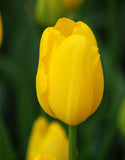 Single Tulip Golden Apeldoorn - Green's of Ireland Online Garden Shop. Tulips, West Cork Bulbs, Daffodil Bulbs, Tulip Bulbs, Crocus Bulbs, Autumn Bulbs, Bulbs, Cheap Bulbs
