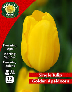 Single Tulip Golden Apeldoorn - Green's of Ireland Online Garden Shop. Tulips, West Cork Bulbs, Daffodil Bulbs, Tulip Bulbs, Crocus Bulbs, Autumn Bulbs, Bulbs, Cheap Bulbs