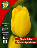 Single Tulip Golden Apeldoorn - Green's of Ireland Online Garden Shop. Tulips, West Cork Bulbs, Daffodil Bulbs, Tulip Bulbs, Crocus Bulbs, Autumn Bulbs, Bulbs, Cheap Bulbs