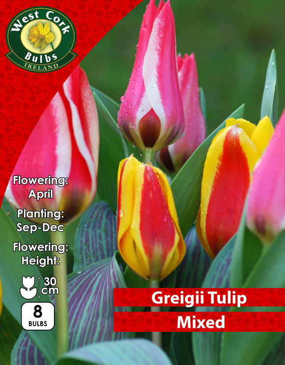Dwarf Tulip Mixed - Green's of Ireland Online Garden Shop. Tulips, West Cork Bulbs, Daffodil Bulbs, Tulip Bulbs, Crocus Bulbs, Autumn Bulbs, Bulbs, Cheap Bulbs