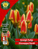 Dwarf Tulip Giuseppe Verdi - Green's of Ireland Online Garden Shop. Tulips, West Cork Bulbs, Daffodil Bulbs, Tulip Bulbs, Crocus Bulbs, Autumn Bulbs, Bulbs, Cheap Bulbs