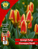 Dwarf Tulip Giuseppe Verdi - Green's of Ireland Online Garden Shop. Tulips, West Cork Bulbs, Daffodil Bulbs, Tulip Bulbs, Crocus Bulbs, Autumn Bulbs, Bulbs, Cheap Bulbs