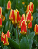 Dwarf Tulip Giuseppe Verdi - Green's of Ireland Online Garden Shop. Tulips, West Cork Bulbs, Daffodil Bulbs, Tulip Bulbs, Crocus Bulbs, Autumn Bulbs, Bulbs, Cheap Bulbs