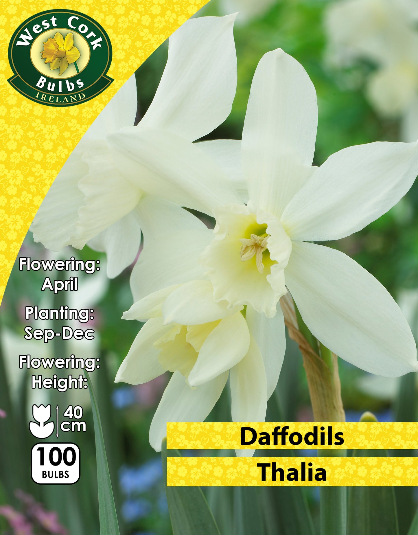 Daffodils Thalia - Green's of Ireland Online Garden Shop. Flower Bulbs, West Cork Bulbs, Daffodil Bulbs, Tulip Bulbs, Crocus Bulbs, Autumn Bulbs, Bulbs, Cheap Bulbs