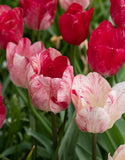 Single Tulip Hemisphere - Green's of Ireland Online Garden Shop. Tulips, West Cork Bulbs, Daffodil Bulbs, Tulip Bulbs, Crocus Bulbs, Autumn Bulbs, Bulbs, Cheap Bulbs