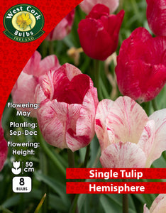 Single Tulip Hemisphere - Green's of Ireland Online Garden Shop. Tulips, West Cork Bulbs, Daffodil Bulbs, Tulip Bulbs, Crocus Bulbs, Autumn Bulbs, Bulbs, Cheap Bulbs