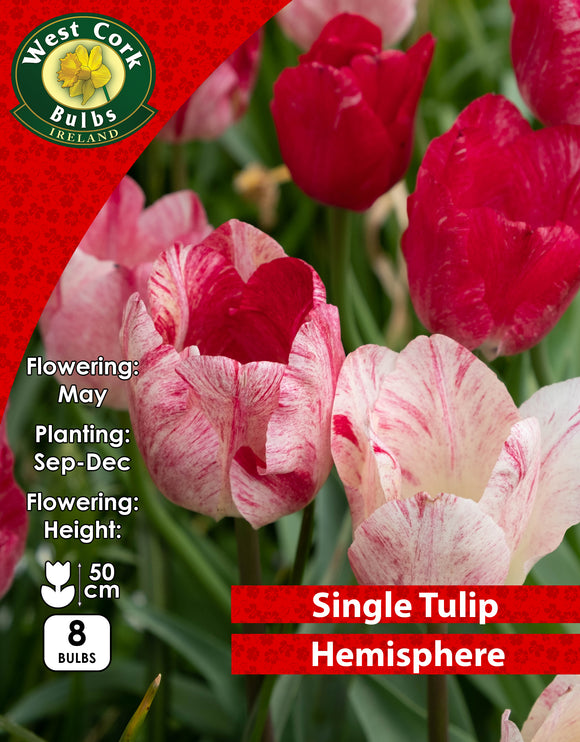 Single Tulip Hemisphere - Green's of Ireland Online Garden Shop. Tulips, West Cork Bulbs, Daffodil Bulbs, Tulip Bulbs, Crocus Bulbs, Autumn Bulbs, Bulbs, Cheap Bulbs