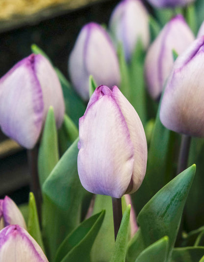 Single Tulip Jacuzzi - Green's of Ireland Online Garden Shop. Tulips, West Cork Bulbs, Daffodil Bulbs, Tulip Bulbs, Crocus Bulbs, Autumn Bulbs, Bulbs, Cheap Bulbs
