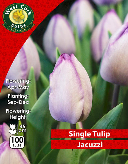 Single Tulip Jacuzzi - Green's of Ireland Online Garden Shop. Tulips, West Cork Bulbs, Daffodil Bulbs, Tulip Bulbs, Crocus Bulbs, Autumn Bulbs, Bulbs, Cheap Bulbs