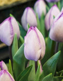 Single Tulip Jacuzzi - Green's of Ireland Online Garden Shop. Tulips, West Cork Bulbs, Daffodil Bulbs, Tulip Bulbs, Crocus Bulbs, Autumn Bulbs, Bulbs, Cheap Bulbs