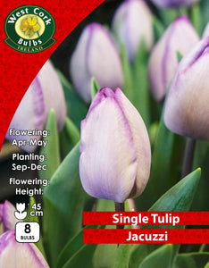 Single Tulip Jacuzzi - Green's of Ireland Online Garden Shop. Tulips, West Cork Bulbs, Daffodil Bulbs, Tulip Bulbs, Crocus Bulbs, Autumn Bulbs, Bulbs, Cheap Bulbs