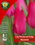 Lily Flowered Tulip Mariette - Green's of Ireland Online Garden Shop. Tulips, West Cork Bulbs, Daffodil Bulbs, Tulip Bulbs, Crocus Bulbs, Autumn Bulbs, Bulbs, Cheap Bulbs