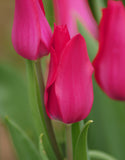 Lily Flowered Tulip Mariette - Green's of Ireland Online Garden Shop. Tulips, West Cork Bulbs, Daffodil Bulbs, Tulip Bulbs, Crocus Bulbs, Autumn Bulbs, Bulbs, Cheap Bulbs
