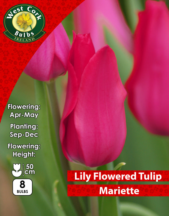 Lily Flowered Tulip Mariette - Green's of Ireland Online Garden Shop. Tulips, West Cork Bulbs, Daffodil Bulbs, Tulip Bulbs, Crocus Bulbs, Autumn Bulbs, Bulbs, Cheap Bulbs