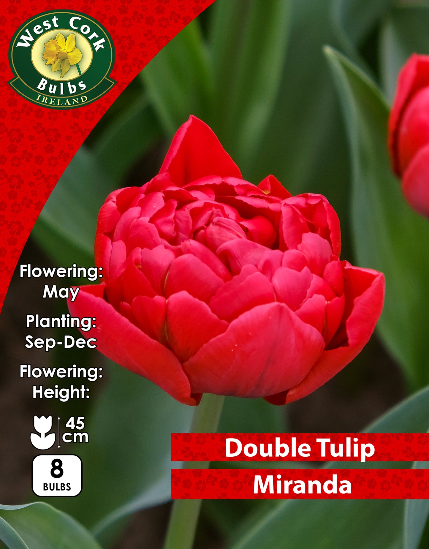Double Tulip Miranda - Green's of Ireland Online Garden Shop. Tulips, West Cork Bulbs, Daffodil Bulbs, Tulip Bulbs, Crocus Bulbs, Autumn Bulbs, Bulbs, Cheap Bulbs
