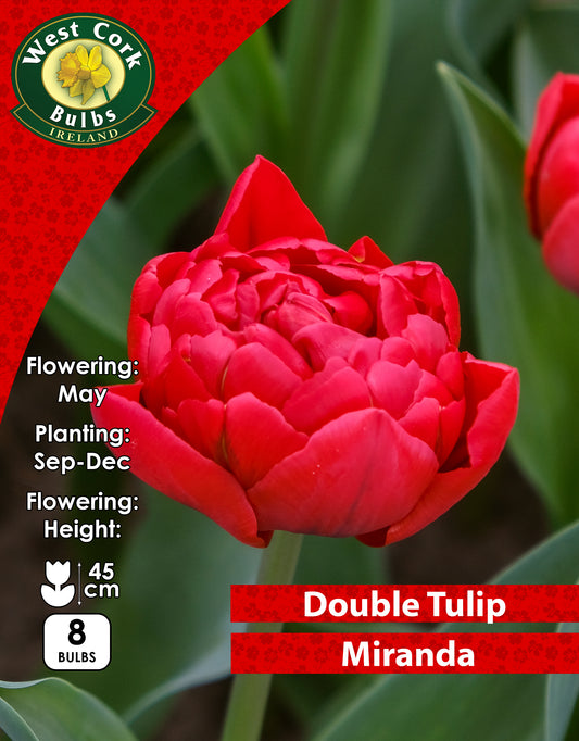 Double Tulip Miranda - Green's of Ireland Online Garden Shop. Tulips, West Cork Bulbs, Daffodil Bulbs, Tulip Bulbs, Crocus Bulbs, Autumn Bulbs, Bulbs, Cheap Bulbs
