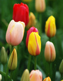Single Tulip Mixed - Green's of Ireland Online Garden Shop. Tulips, West Cork Bulbs, Daffodil Bulbs, Tulip Bulbs, Crocus Bulbs, Autumn Bulbs, Bulbs, Cheap Bulbs