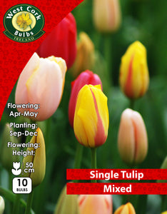 Tulipe Simple <p> Mixtes</p>