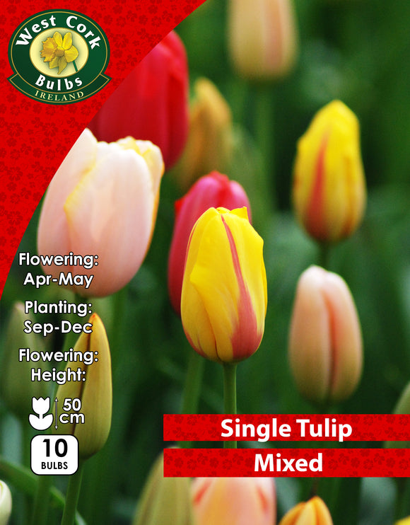 Single Tulip Mixed - Green's of Ireland Online Garden Shop. Tulips, West Cork Bulbs, Daffodil Bulbs, Tulip Bulbs, Crocus Bulbs, Autumn Bulbs, Bulbs, Cheap Bulbs