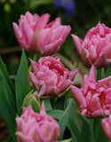 Double Tulip Mamma Mia - Green's of Ireland Online Garden Shop. Tulips, West Cork Bulbs, Daffodil Bulbs, Tulip Bulbs, Crocus Bulbs, Autumn Bulbs, Bulbs, Cheap Bulbs