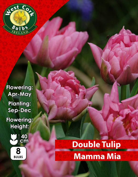 Double Tulip Mamma Mia - Green's of Ireland Online Garden Shop. Tulips, West Cork Bulbs, Daffodil Bulbs, Tulip Bulbs, Crocus Bulbs, Autumn Bulbs, Bulbs, Cheap Bulbs