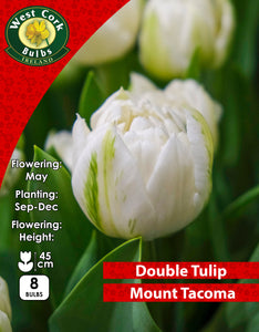 Double Tulip Mount Tacoma - Green's of Ireland Online Garden Shop. Tulips, West Cork Bulbs, Daffodil Bulbs, Tulip Bulbs, Crocus Bulbs, Autumn Bulbs, Bulbs, Cheap Bulbs