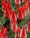 Dwarf Tulip Pinocchio - Green's of Ireland Online Garden Shop. Tulips, West Cork Bulbs, Daffodil Bulbs, Tulip Bulbs, Crocus Bulbs, Autumn Bulbs, Bulbs, Cheap Bulbs
