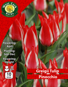 Dwarf Tulip Pinocchio - Green's of Ireland Online Garden Shop. Tulips, West Cork Bulbs, Daffodil Bulbs, Tulip Bulbs, Crocus Bulbs, Autumn Bulbs, Bulbs, Cheap Bulbs
