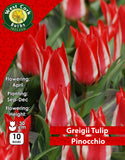 Dwarf Tulip Pinocchio - Green's of Ireland Online Garden Shop. Tulips, West Cork Bulbs, Daffodil Bulbs, Tulip Bulbs, Crocus Bulbs, Autumn Bulbs, Bulbs, Cheap Bulbs