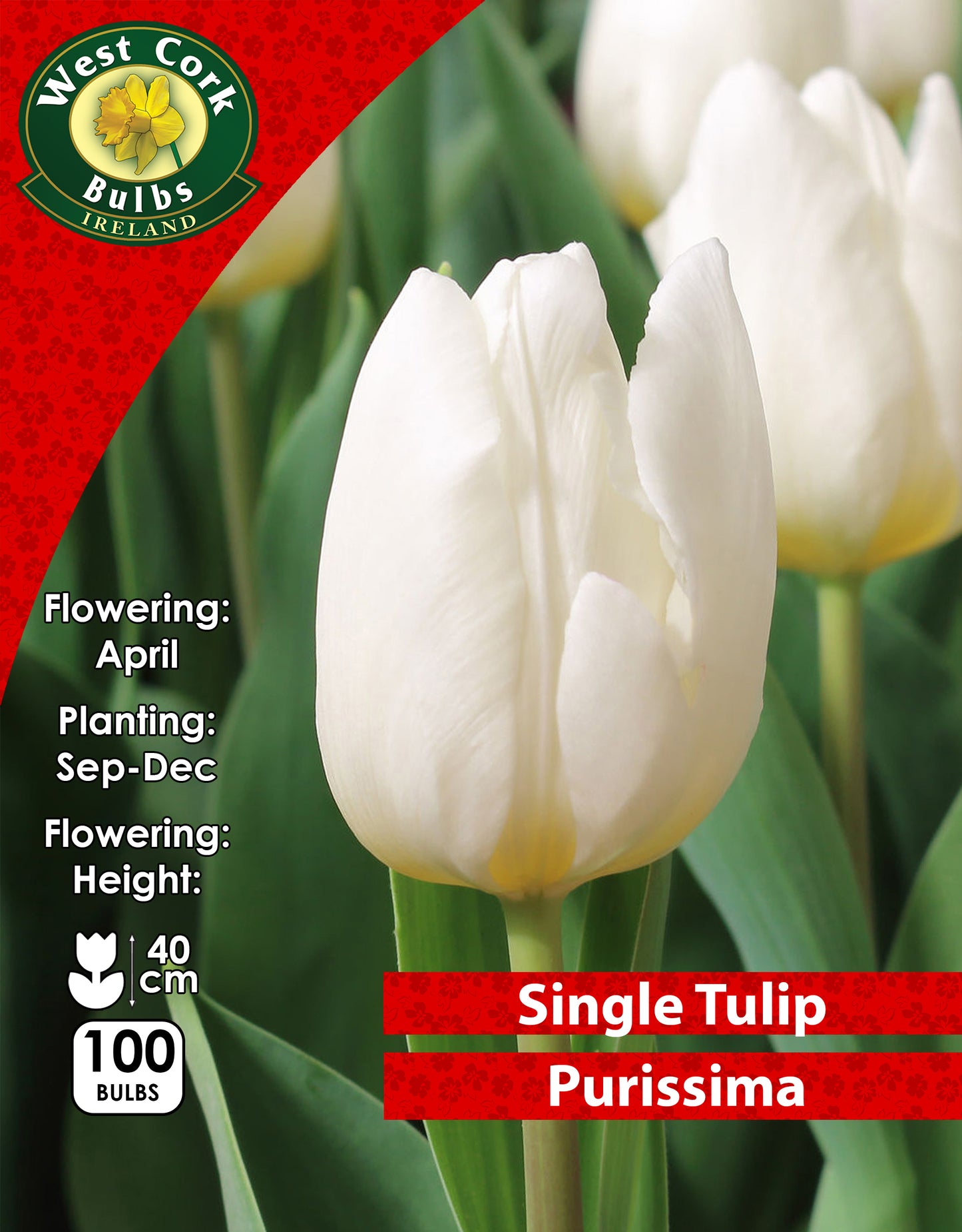 Single Tulip Purissima - Green's of Ireland Online Garden Shop. Tulips, West Cork Bulbs, Daffodil Bulbs, Tulip Bulbs, Crocus Bulbs, Autumn Bulbs, Bulbs, Cheap Bulbs