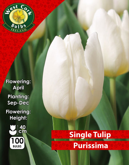 Single Tulip Purissima - Green's of Ireland Online Garden Shop. Tulips, West Cork Bulbs, Daffodil Bulbs, Tulip Bulbs, Crocus Bulbs, Autumn Bulbs, Bulbs, Cheap Bulbs