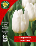 Single Tulip Purissima - Green's of Ireland Online Garden Shop. Tulips, West Cork Bulbs, Daffodil Bulbs, Tulip Bulbs, Crocus Bulbs, Autumn Bulbs, Bulbs, Cheap Bulbs