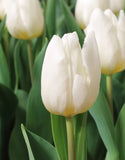 Single Tulip Purissima - Green's of Ireland Online Garden Shop. Tulips, West Cork Bulbs, Daffodil Bulbs, Tulip Bulbs, Crocus Bulbs, Autumn Bulbs, Bulbs, Cheap Bulbs