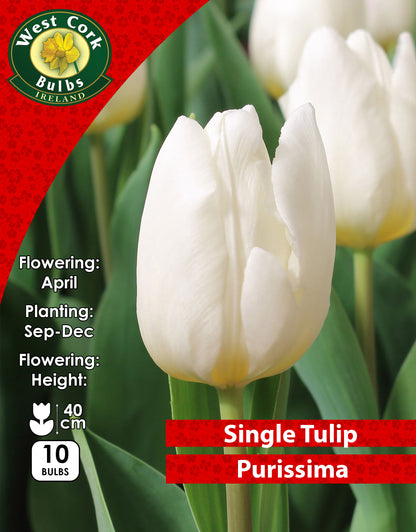 Single Tulip Purissima - Green's of Ireland Online Garden Shop. Tulips, West Cork Bulbs, Daffodil Bulbs, Tulip Bulbs, Crocus Bulbs, Autumn Bulbs, Bulbs, Cheap Bulbs