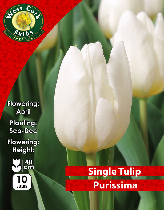 Single Tulip Purissima - Green's of Ireland Online Garden Shop. Tulips, West Cork Bulbs, Daffodil Bulbs, Tulip Bulbs, Crocus Bulbs, Autumn Bulbs, Bulbs, Cheap Bulbs
